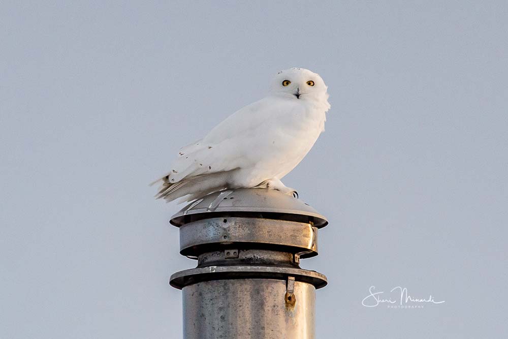 snowy owl