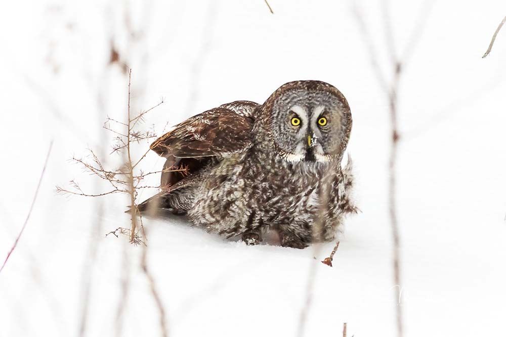 great gray owl