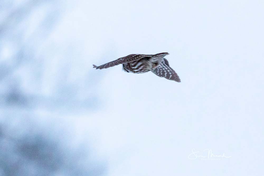 boreal owl