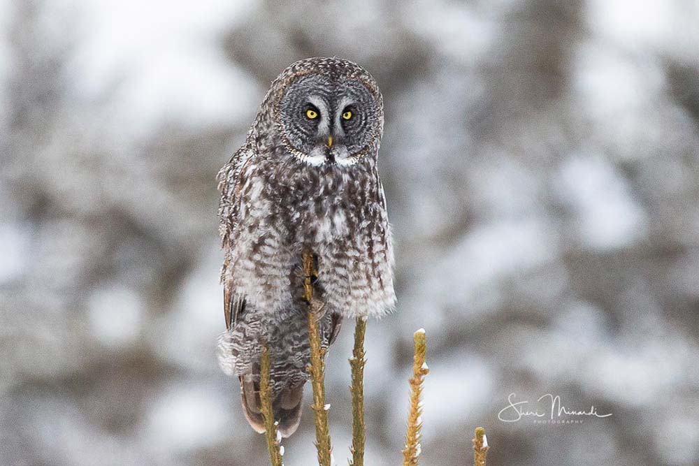 great gray owl