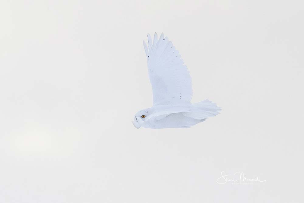 male snowy owl
