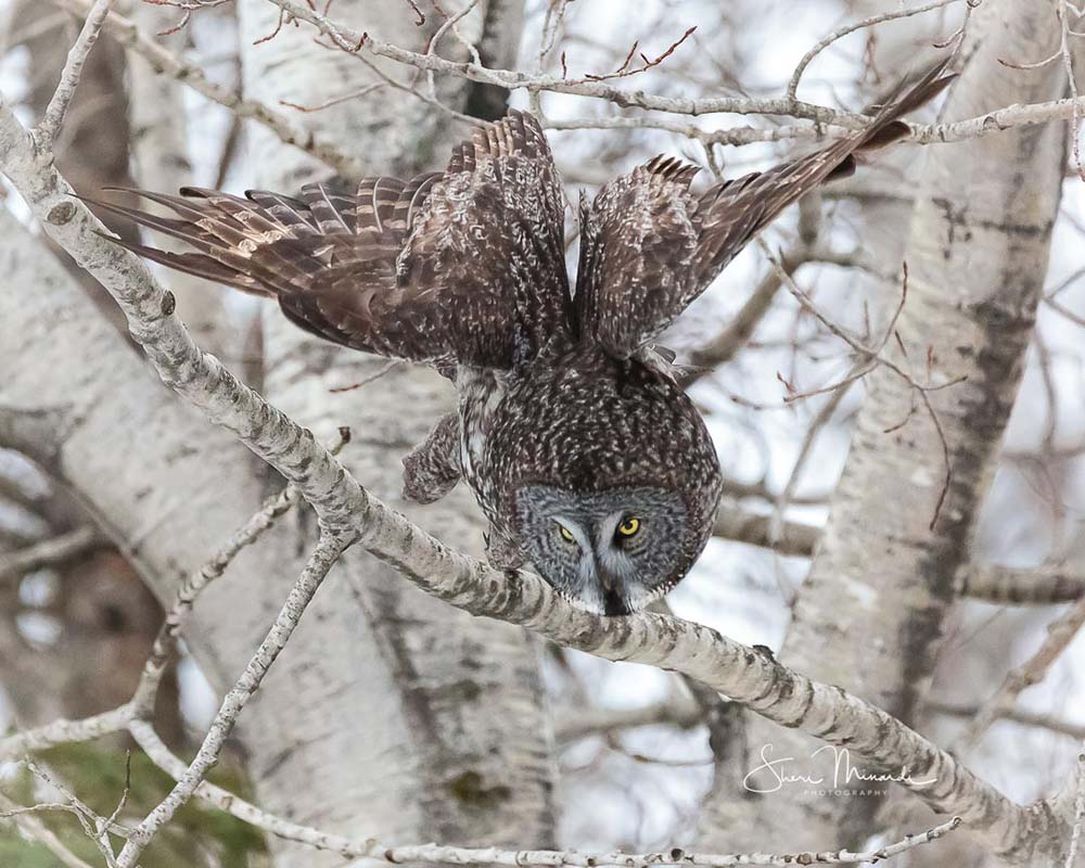 great gray owl