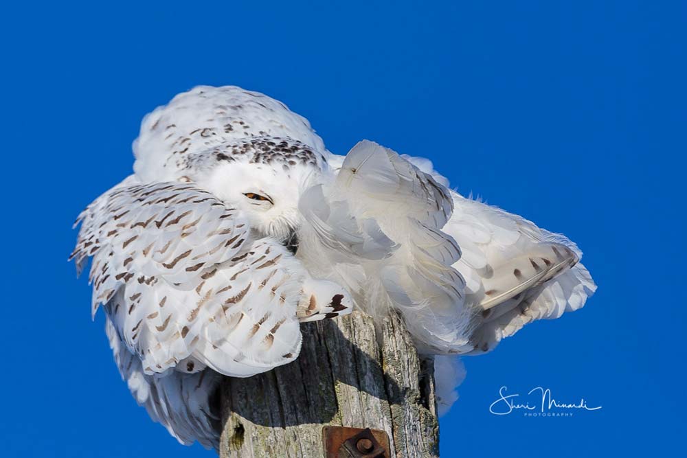 female snowy owl