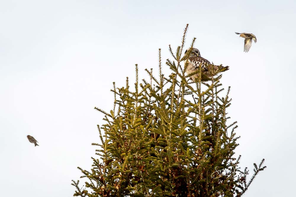 northern hawk owl