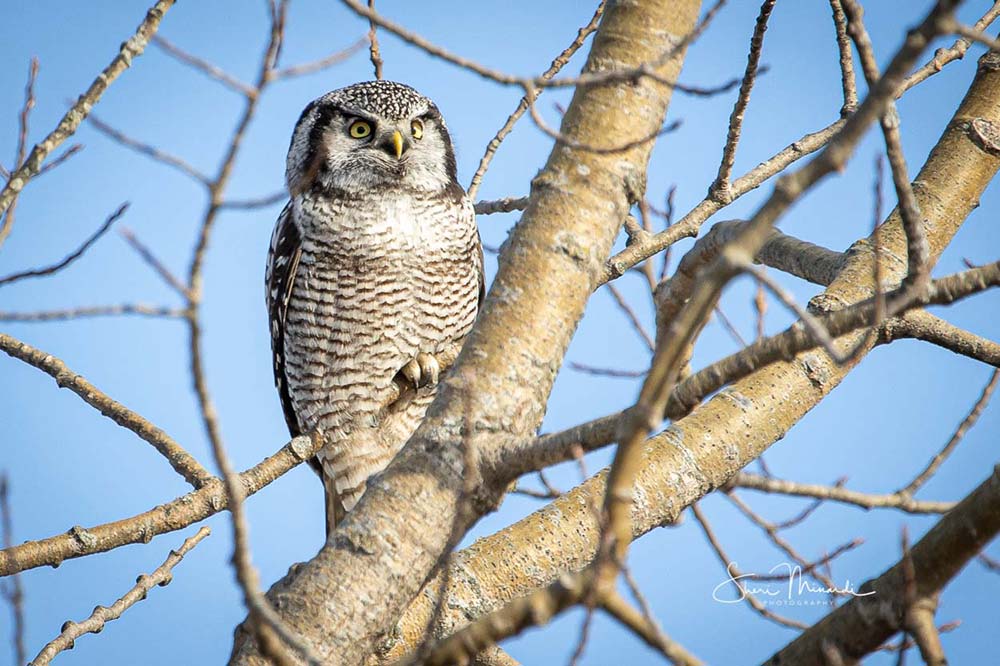 northern hawk owl