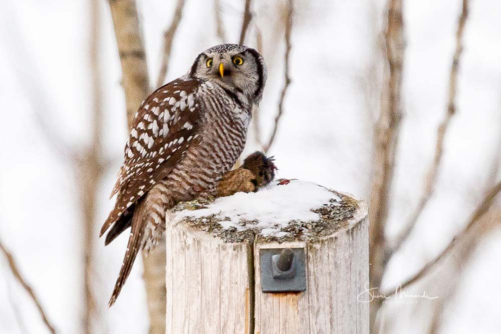 northern hawk owl