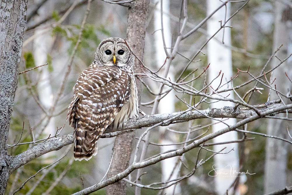 barred owl