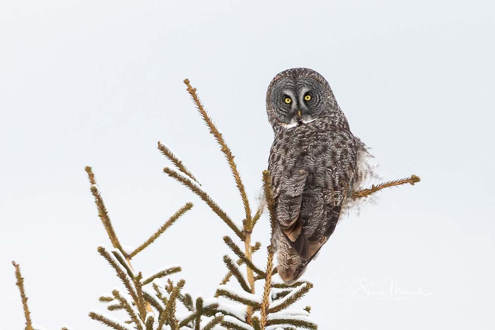 great gray owl