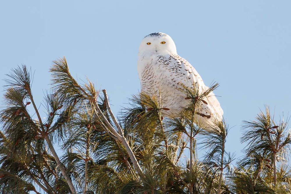 snowy owl