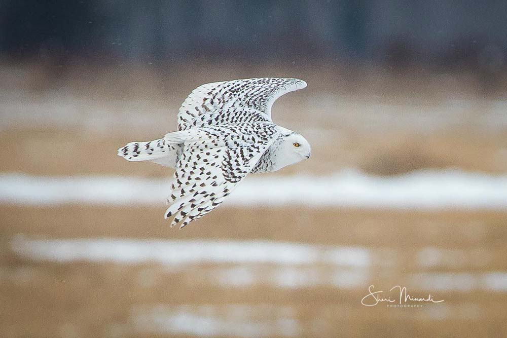 snowy owl