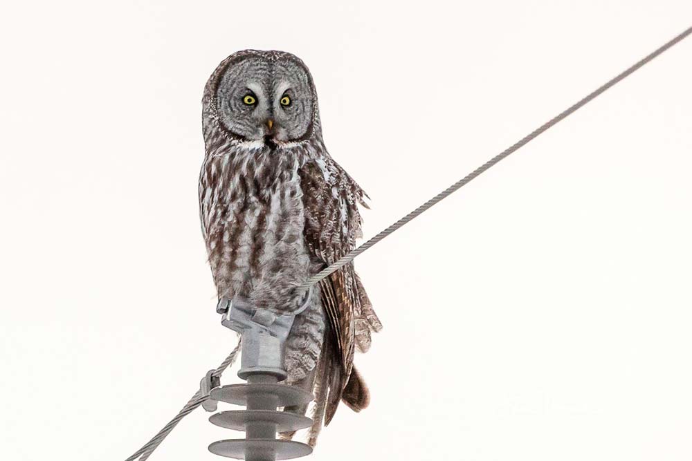 great gray owl