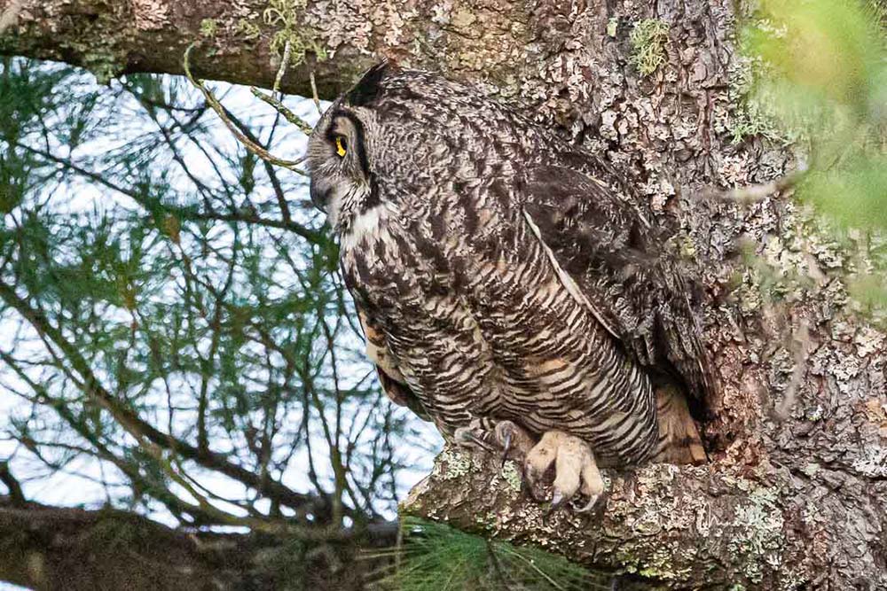 great horned owl