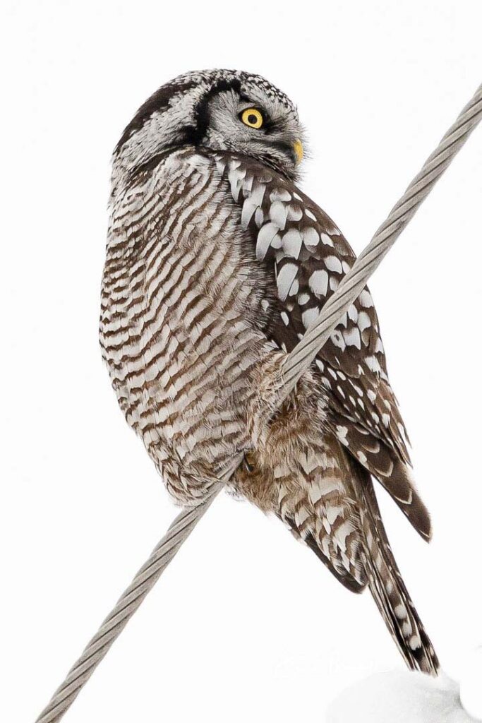 northern hawk owl