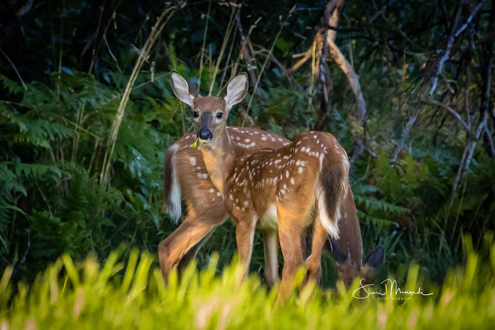 deer