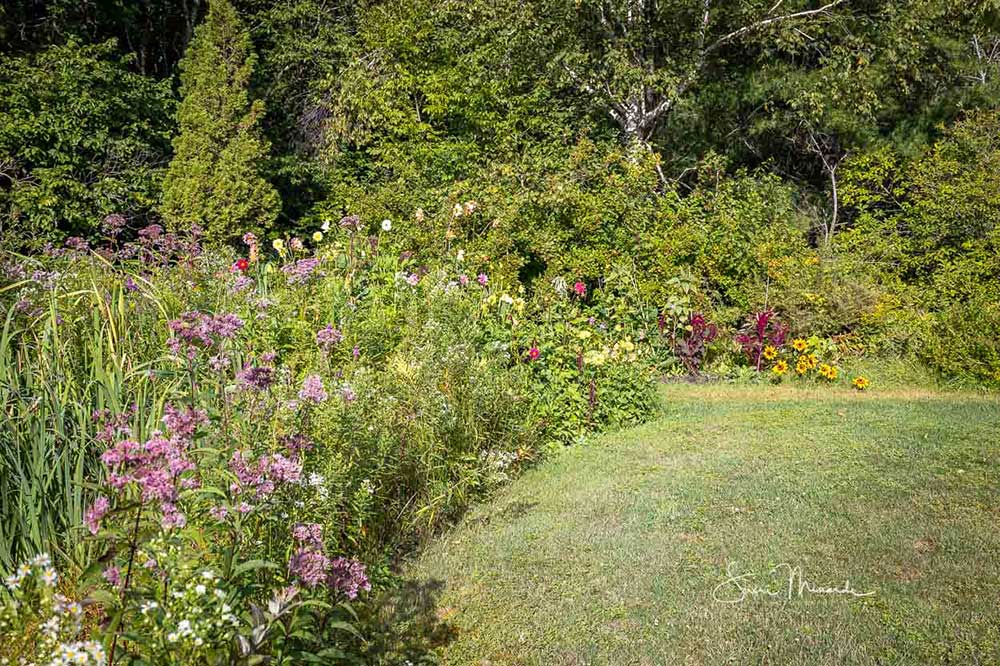 woodland garden
