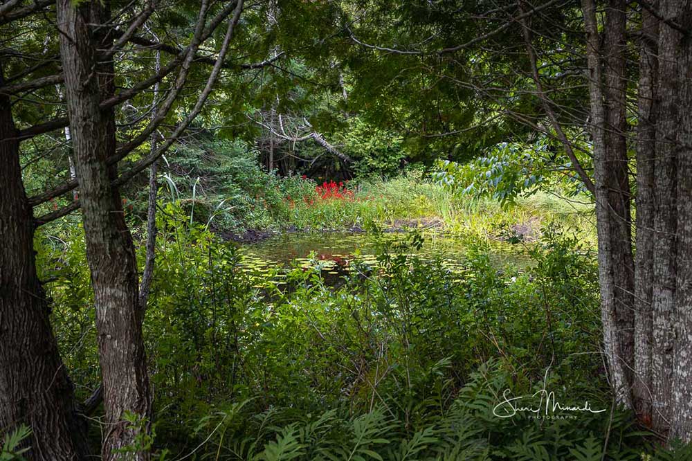 pond