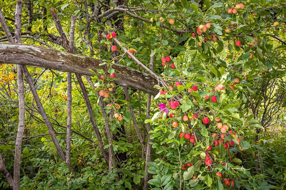 fruit bearing trees