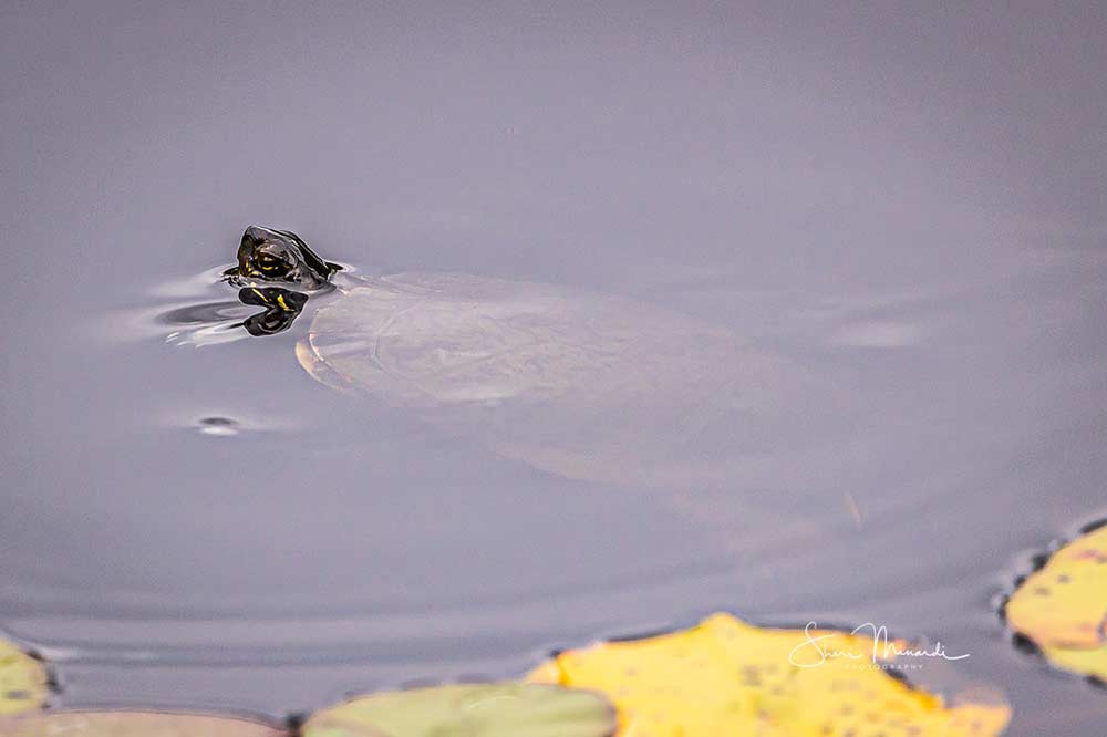 frog