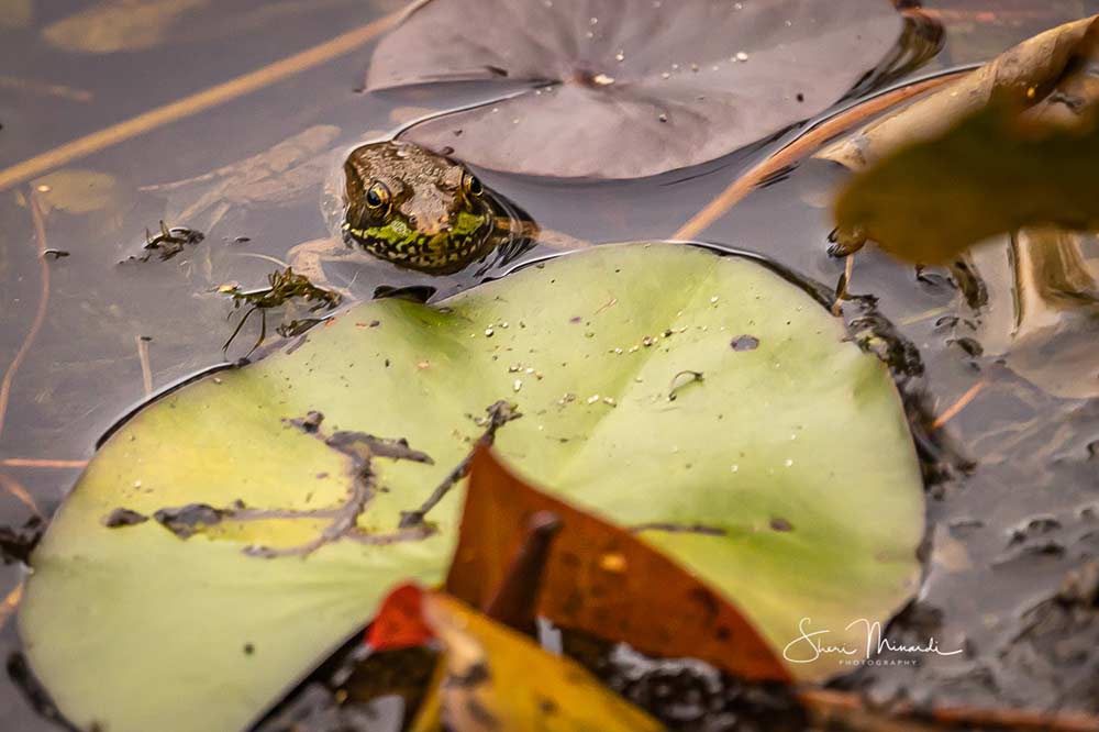 frog