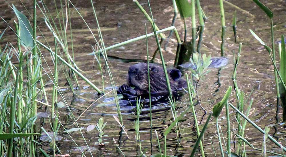 beaver