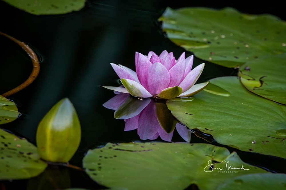 lotus