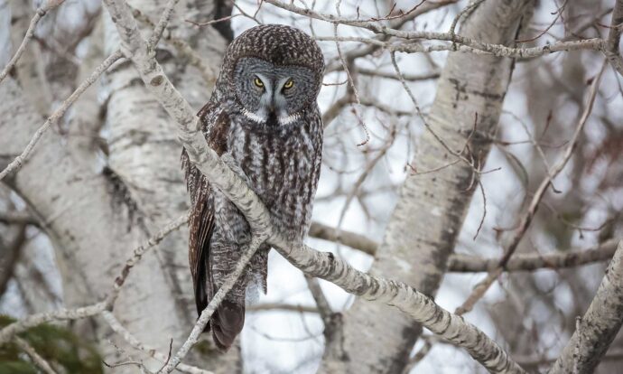 great gray owl