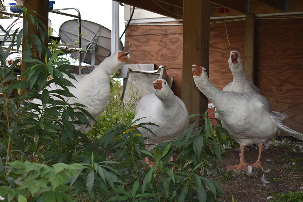 geese