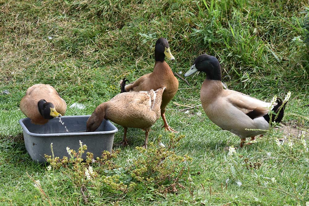 ducks