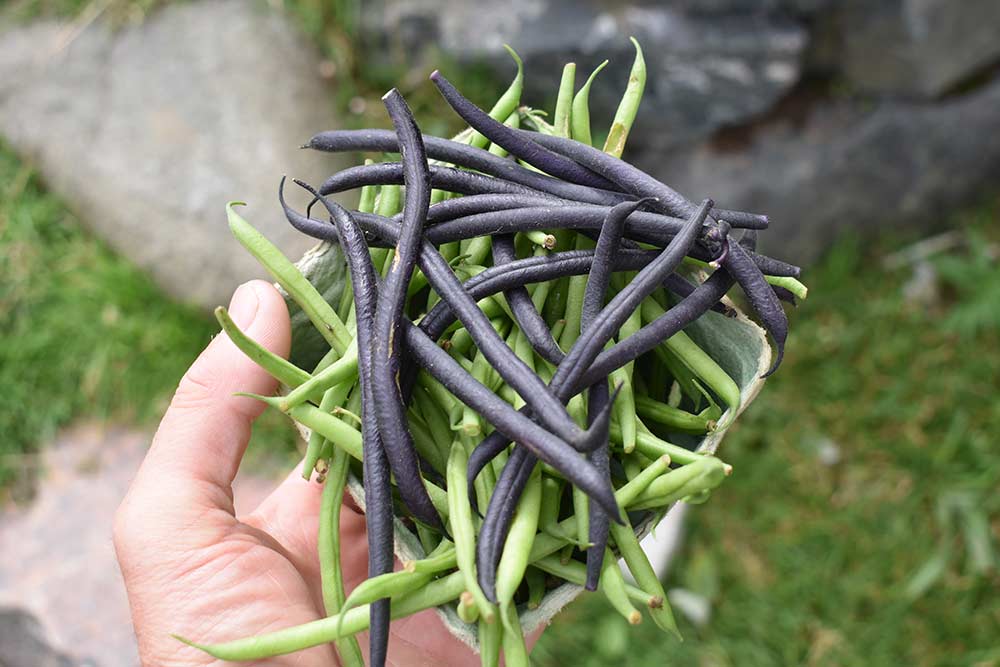 beans