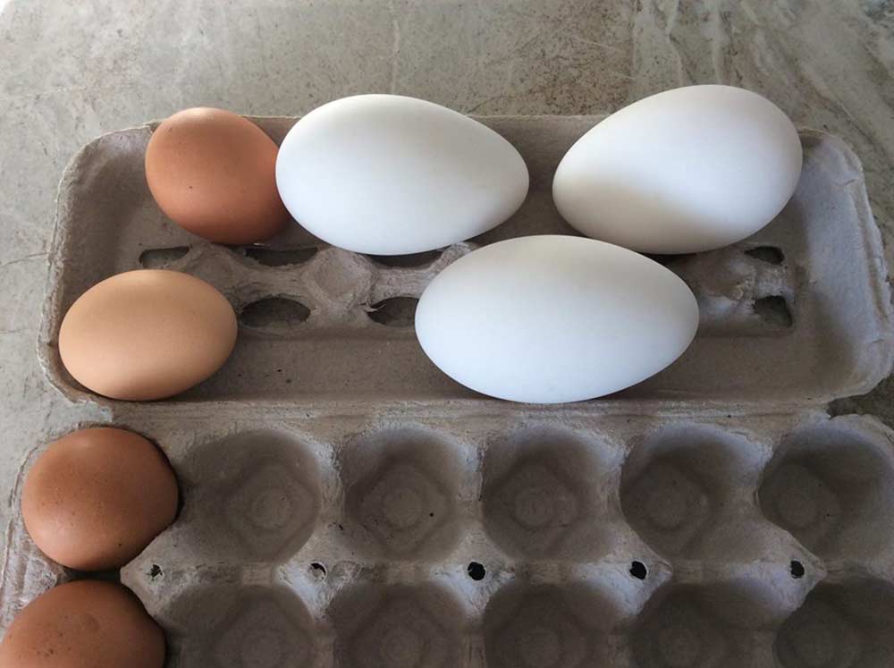 eggs