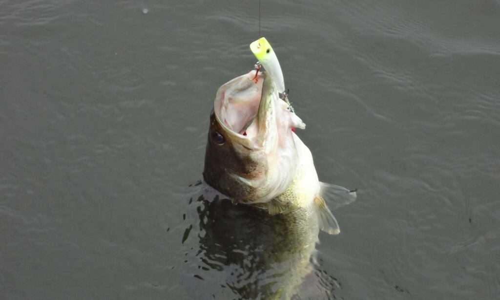 An Early Bass Fishing Trip to Algoma