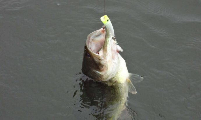 An Early Bass Fishing Trip to Algoma