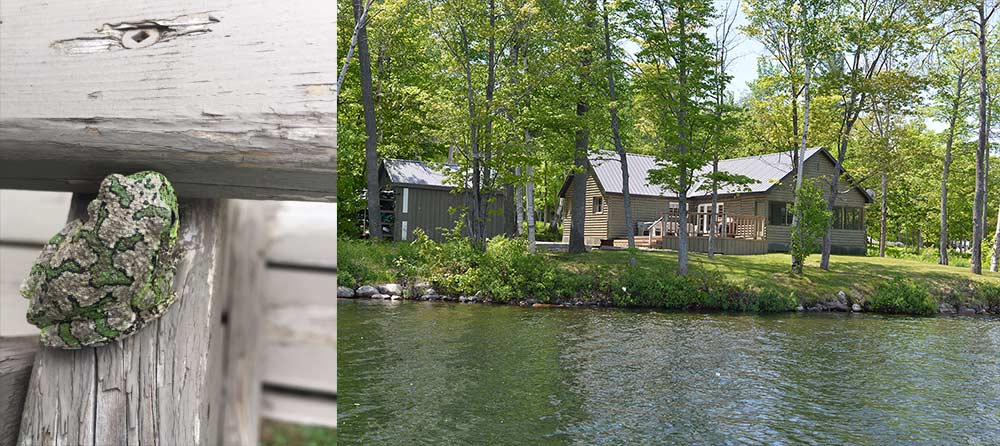 birchland cottage and green frog