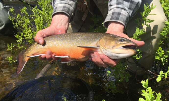 brook-trout-bass-main