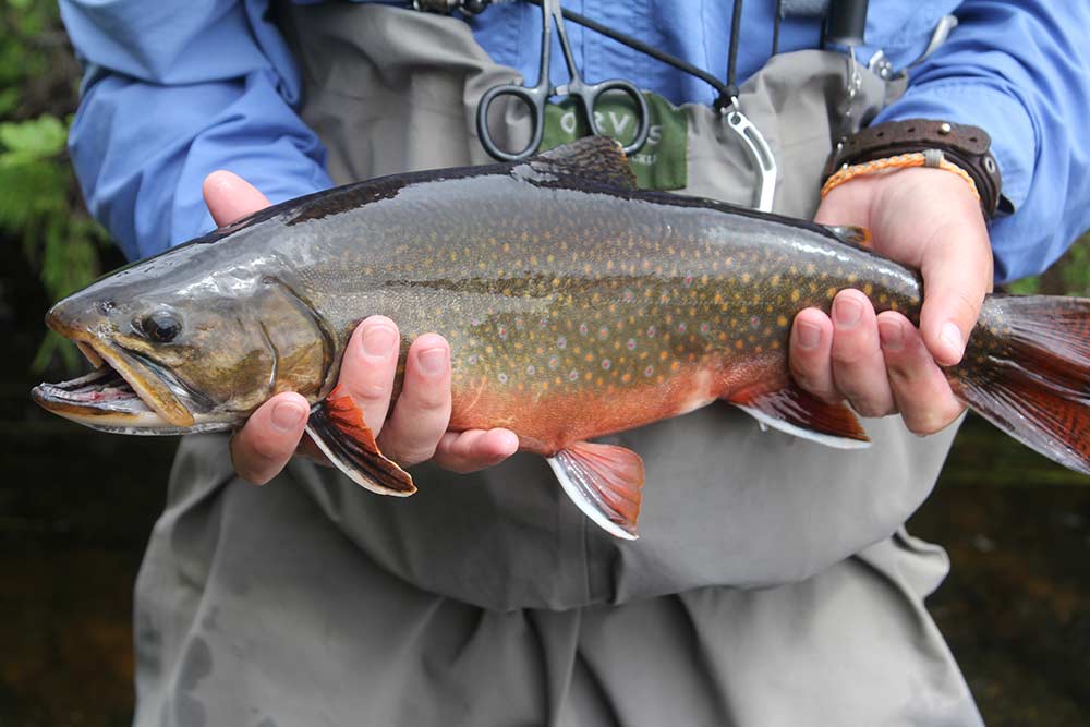 eastern brook trout