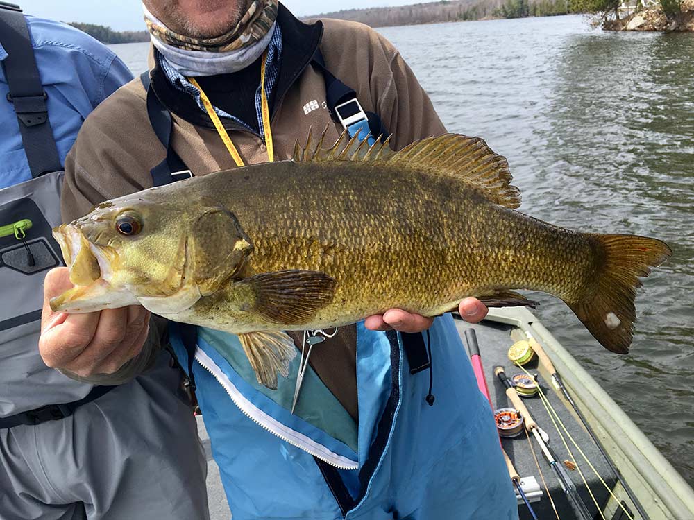 smallmouth bass
