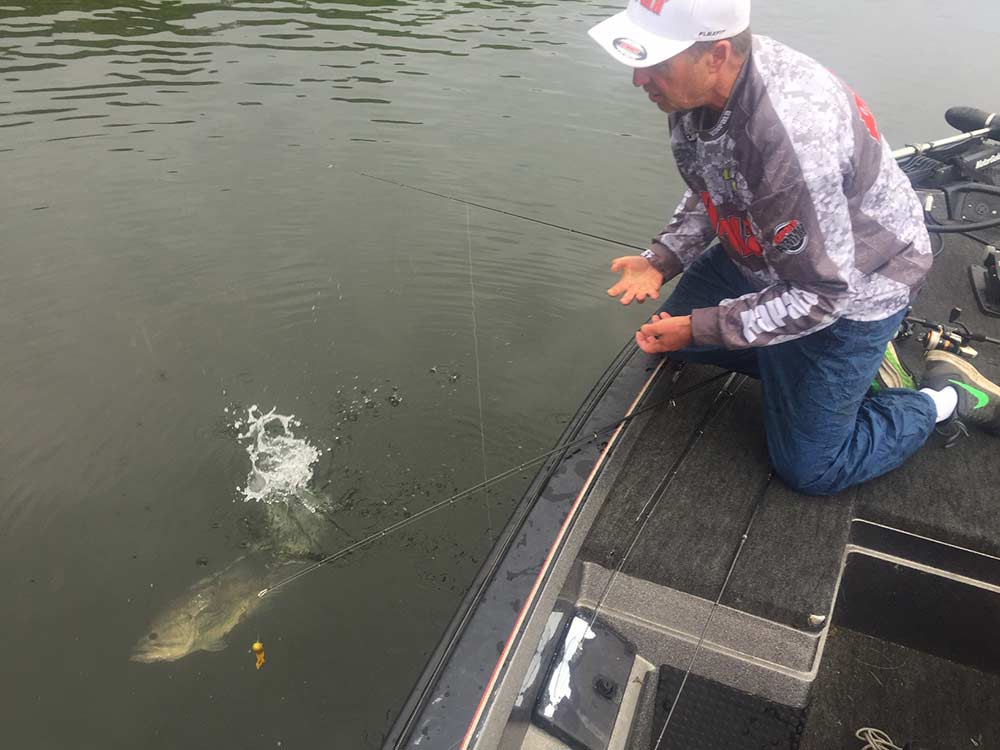 bass release