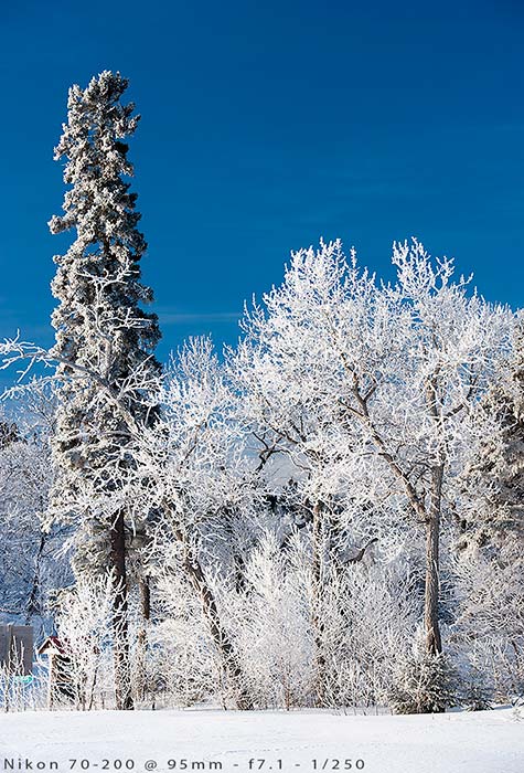 winter landscape