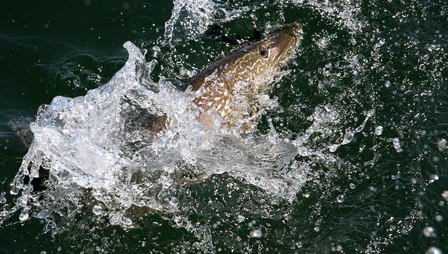 explosive northern pike attack