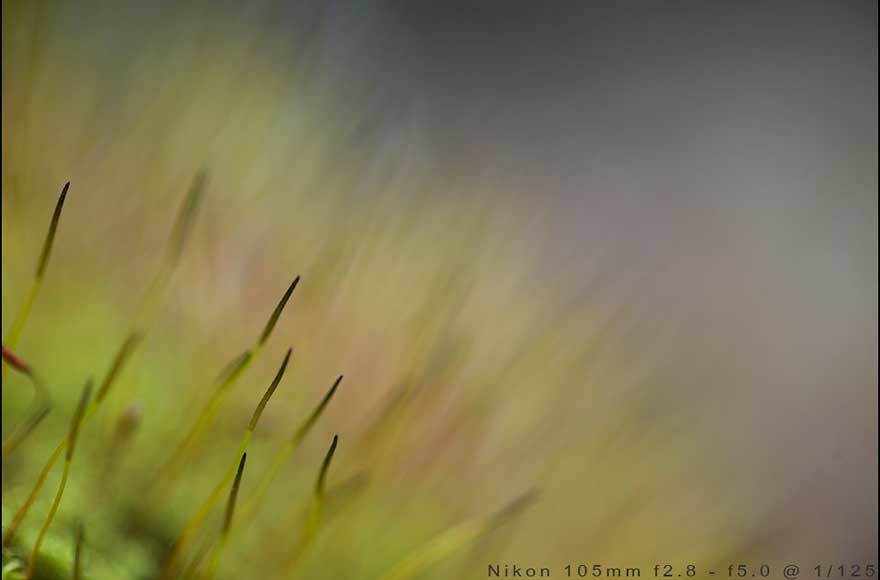 macro photography