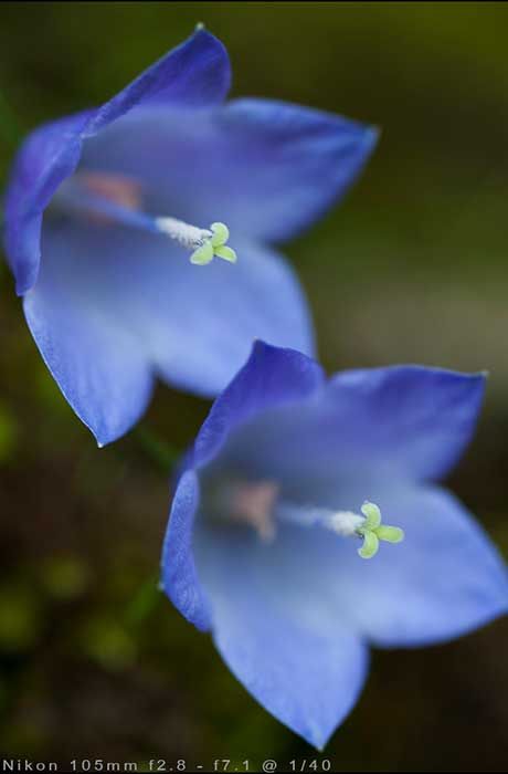 macro photography flower