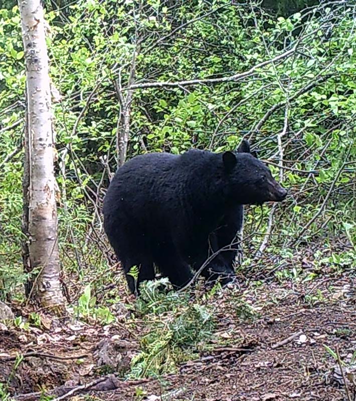 bear-hunt-feature