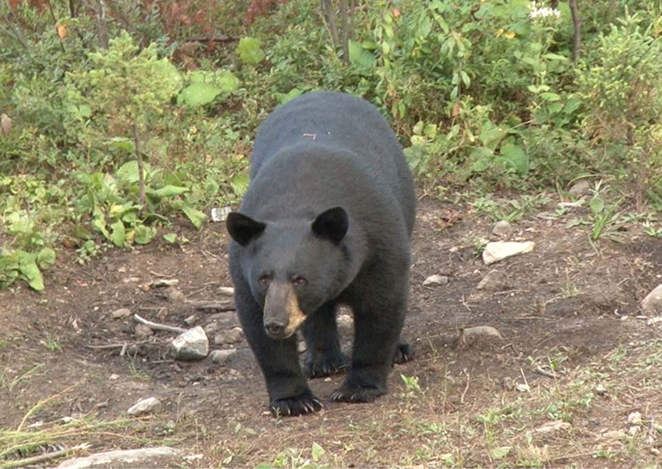 bear-hunting-photo-1