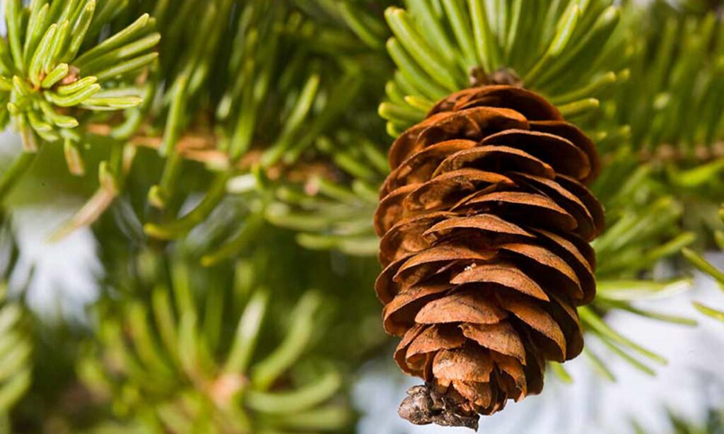 Tips for Macro Photography