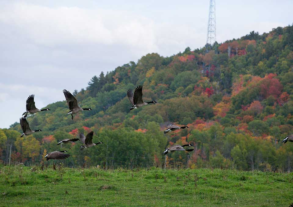 canada goose
