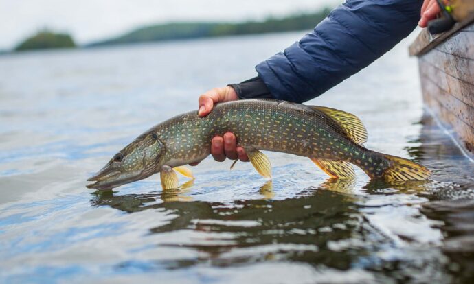 Tips for Late Summer Pike on the Fly