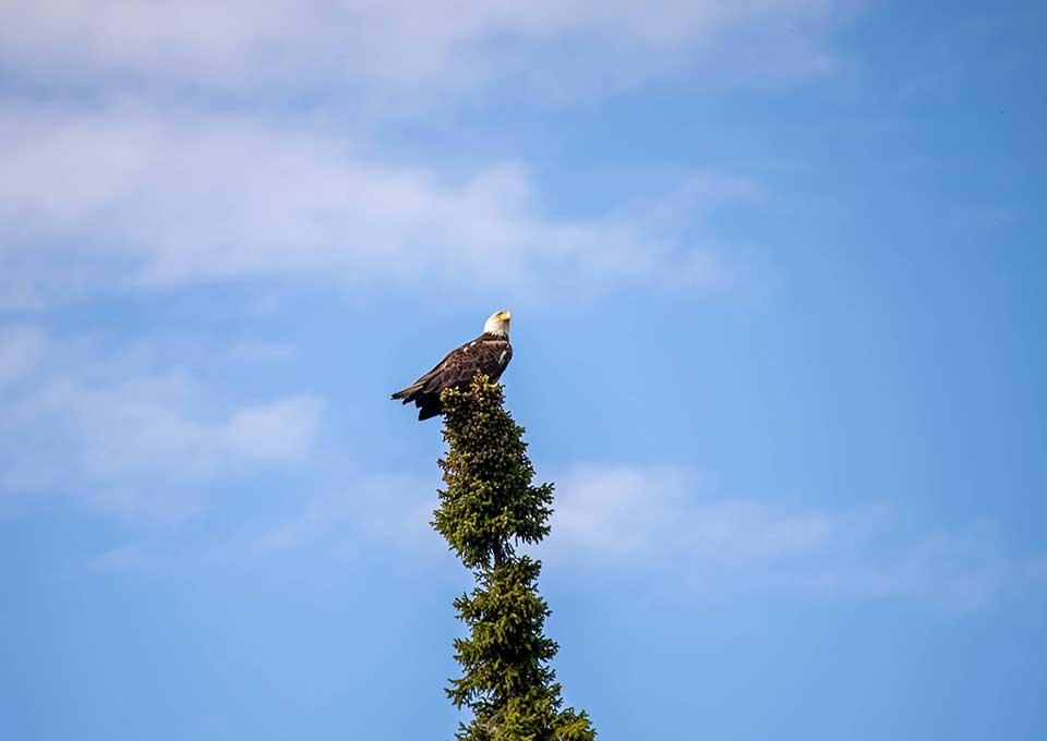 nakina-bald-eagle