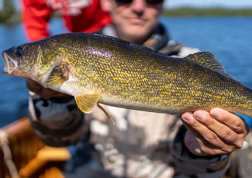 nakina-walleye