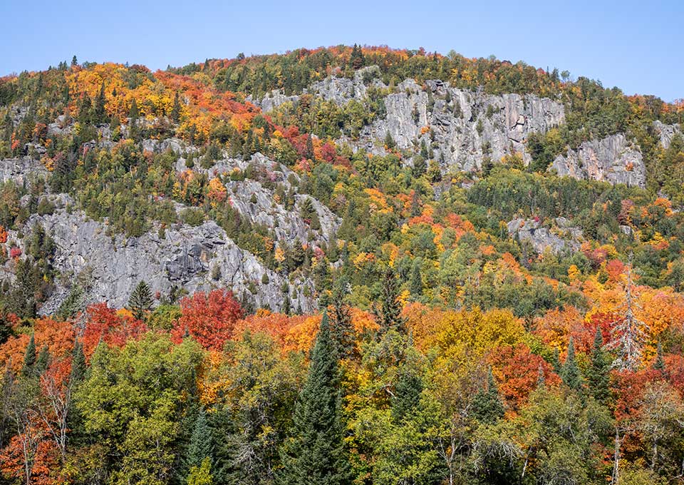searchmont-fallcolours