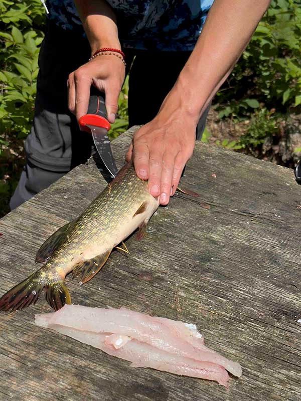 fillet fish